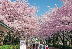 SNG Préparer son voyage au Japon