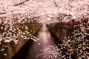 Préparer son voyage au Japon