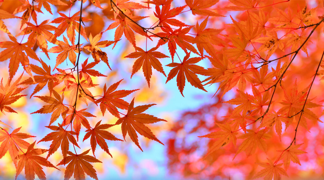 MOMIJIGARI 　(紅葉狩り) « CHASSE AUX FEUILLES ROUGES »