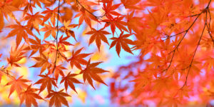 momiji