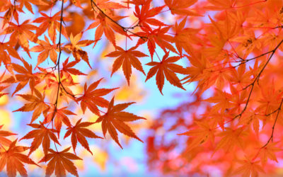MOMIJIGARI 　(紅葉狩り) « CHASSE AUX FEUILLES ROUGES »